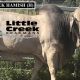 Little Creek Brahmans FEB all Breeds sale