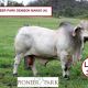 PIONEER PARK BRAHMANS SALE TEAM.