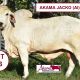 AKAMA BRAHMANS BIG COUNTRY BULLS