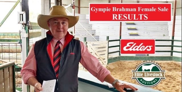 RESULTS  Gympie Brahman Female Sale