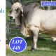 Hamdenvale Brahmans Big Country 2025.