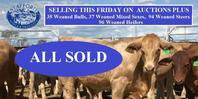 Stafford Livestock Selling Auctionplus ALL SOLD