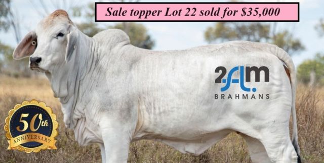 Lancefield Sale 30 Females.