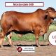 The Central Reds Droughtmaster Bull Sale