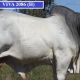 Viva Brahmans Clermont Beef Bull Sale.