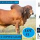 Go to Clermont Beef Bull Sale 2024
