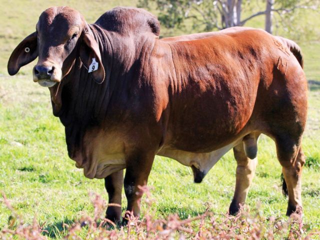 Bizzy Brahman Invitational Bull & Female Sale