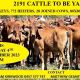 2191 CATTLE TO BE YARDED