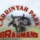 Carrinyah Park Brahman Stud