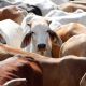 China: new market for livestock exports
