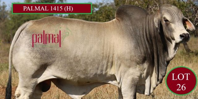 Palmal Clermont Beef Bull Sale