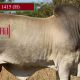 Palmal Clermont Beef Bull Sale