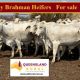 Go to 120 Grey Brahman Heifers