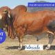 PALMVALE RED BRAHMAN