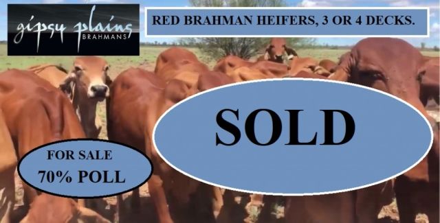 ALL CATTLE ARE SOLD Red Brahman Heifers