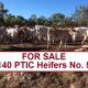 140 PTIC Heifers No. 5