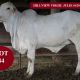 HILLVIEW BRAHMAN SALE FEMALES
