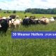 Go to 30 Weaner Heifers (FOR SALE)