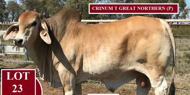 Crinum Brahmans Nebo Draft