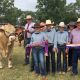 Go to "Cordelia Brahman and Charbray Stud"