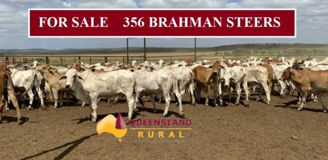 For Sale 356 Brahman Steers
