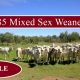 185 Mixed Sex Weaners