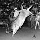 Go to John Quintana Inducted into the Bull Riding Hall of Fame