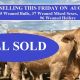 Go to Stafford Livestock Selling Auctionplus ALL SOLD