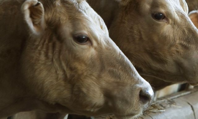 RSPCA must pay $1m for destroying cattle, appeal court rules
