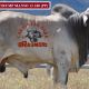 Go to Carrinyah Park Brahman Week Bulls.