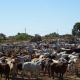 Go to New research partnership to boost northern cattle industry