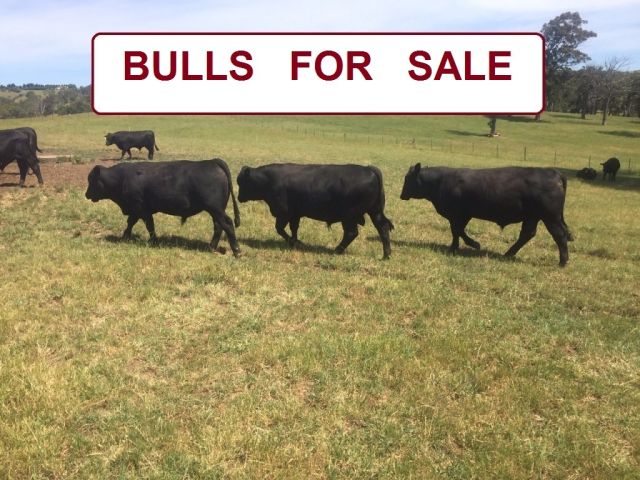 'Ebbwvale'  Bulls