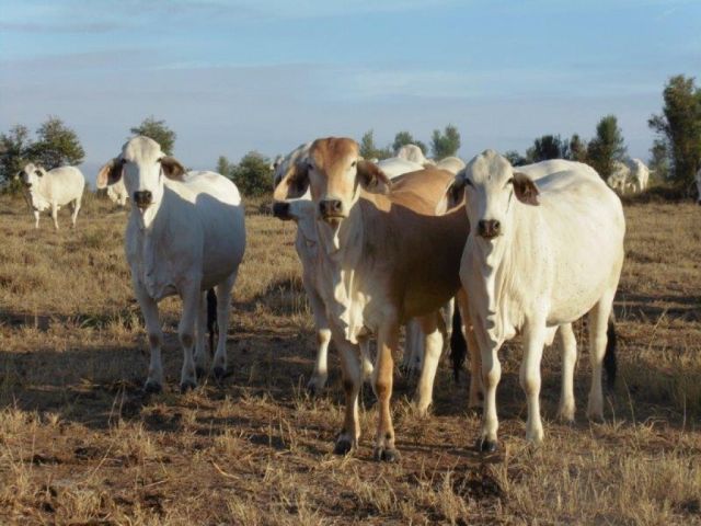Purebred Brahmans For Sale