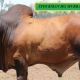 Go to Stockman Red Brahmans Gold City Sale.