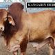 Go to Kangarin Stud Feb All Breeds 2022