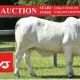 Go to LIVE AUCTION AT BEEF