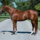 NEW SIRES IN AUSTRALIA FOR 2015