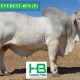 Go to HAZELTON BRAHMANS RBW 2019
