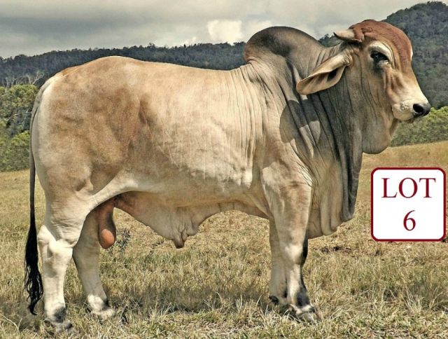 Laguna Brahmans Draft for Gold City Sale