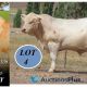 Go to 3rd Annual Challambi Charolais Production Plus Bull Sale