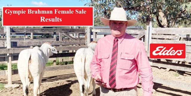 Gympie Brahman Female Sale Results