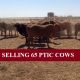 SELLING 65 PTIC COWS