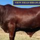 Go to View Field Droughtmaster Diamond Genetics Sale