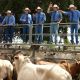 Cattle Markets