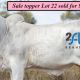 Go to Lancefield Sale 30 Females.