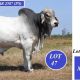 Viva Brahmans RBWS 2024