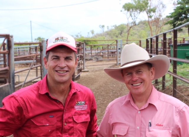 1600 X cattle bound for China