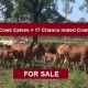 15 Cows & Calves + 17 Chance mated Cows