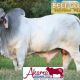 Akama Brahman Stud Bull Sale Nebo