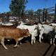 Go to PRIME AND STORE SALE  DALRYMPLE SALEYARDS